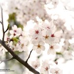 2015年4月8日のお問い合わせにつきまして。