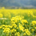 店主のGWの過ごし方。2015