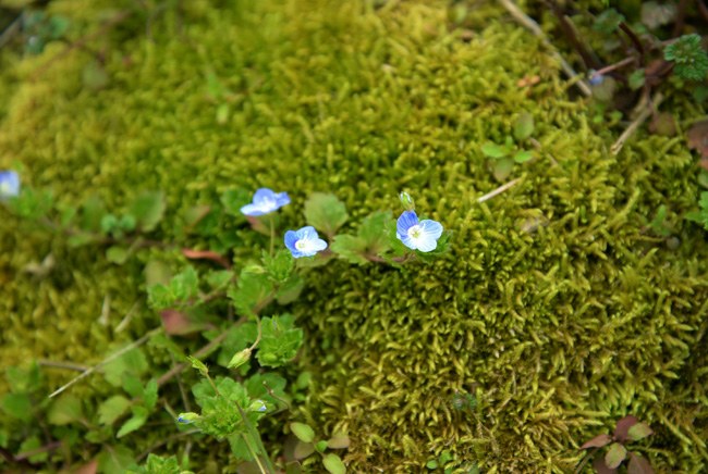 オオイヌノフグリ