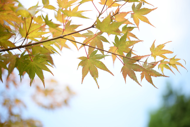 秋のモミジ
