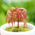 コンビニ支払い終了のお知らせ