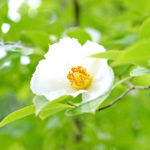 臨時休業のお知らせ 2018/06/19