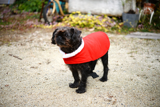 ピザ屋「cosi-cosi(コジィコジィ)」さんの看板犬