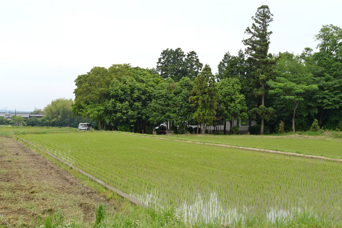 ヘムスロイド村の森