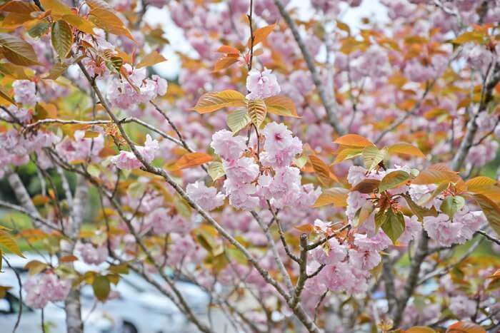 長谷園の八重桜