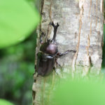 2021年の夏季休業と、下半期の展示のお知らせ。