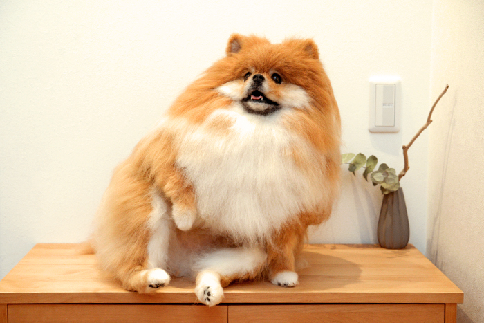 parukuさんの羊毛作品 犬のリアル人形